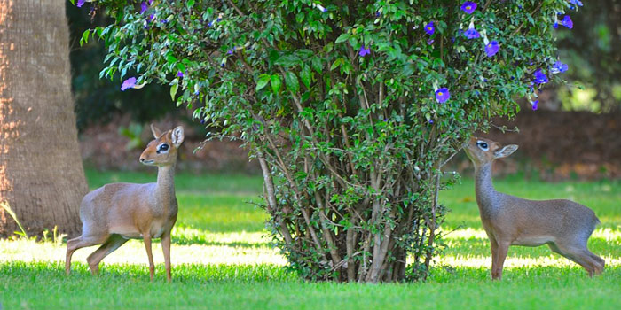 More garden visitors