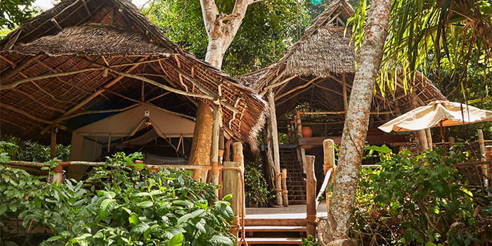 Jungle suite
