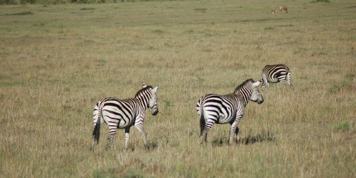 Masai Mara