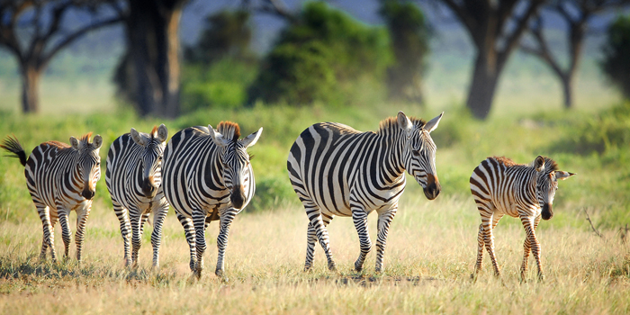 Serengeti Serengeti