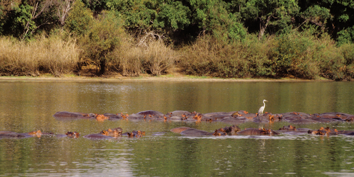 Hippos Hippos