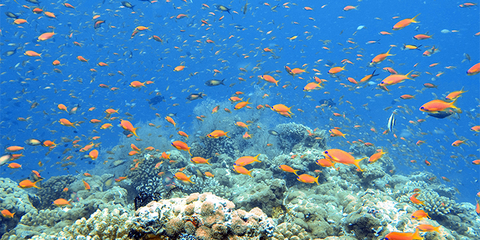 Coral reef