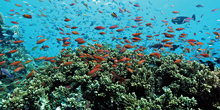 House reef