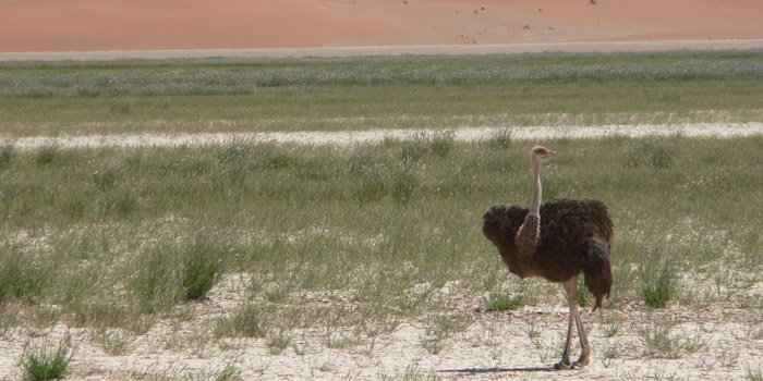Ostrich