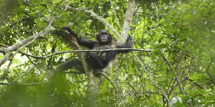 Chimp Chimp