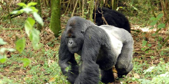 Silverback going for a stroll