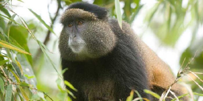 Golden monkey