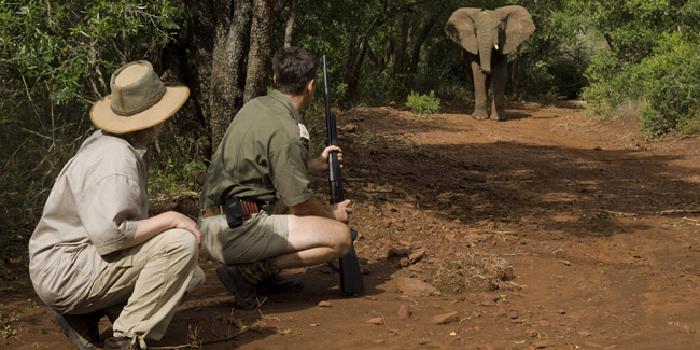 Walking safari