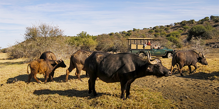 Game drive
