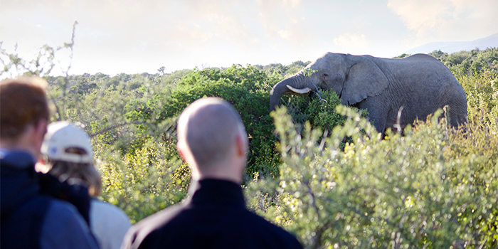 Elephant walk