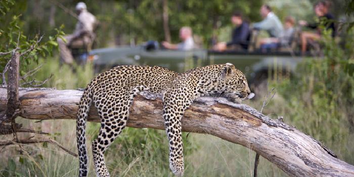 Game drive