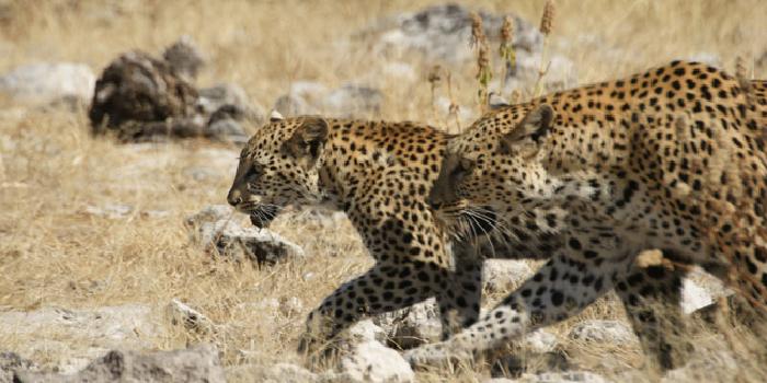 Leopards Leopards