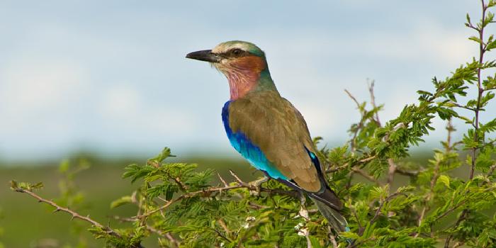 Birdlife Birdlife