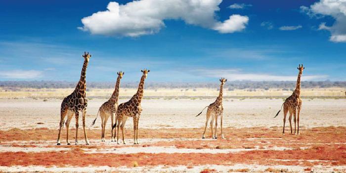 Desert giraffes