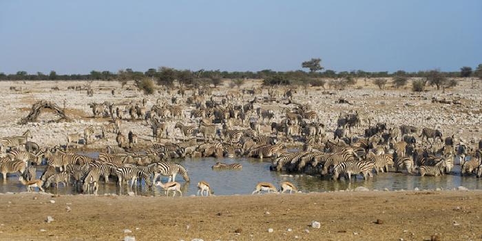 Etosha Etosha