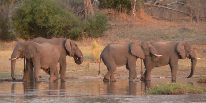 Desert elephants