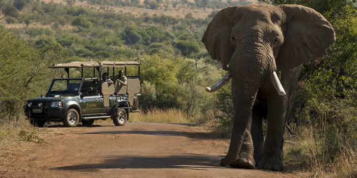Game drive