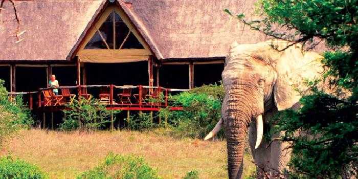 Visitor in camp