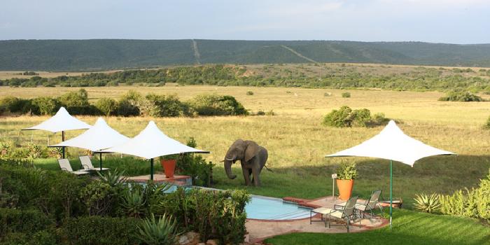 Elephant by pool