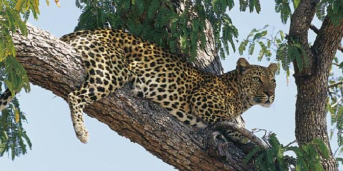 Leopard Leopard