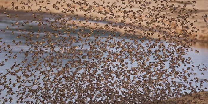 Birds Birds