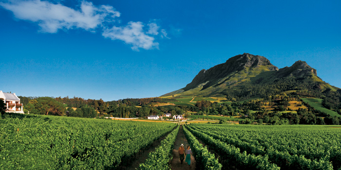 Vineyard Vineyard