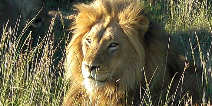 Lion Lion