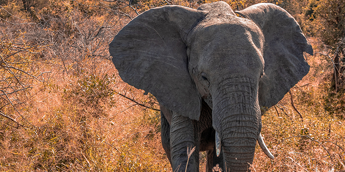 Elephant Elephant
