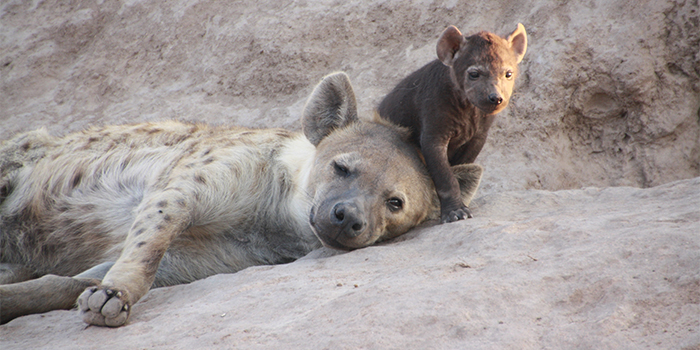 Hyenas Hyenas