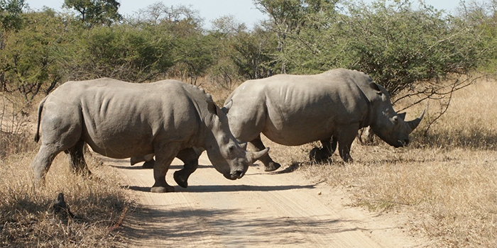 Rhinos Rhinos
