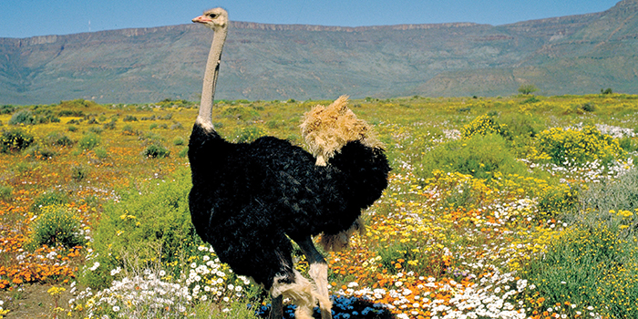 Oudtshoorn Oudtshoorn