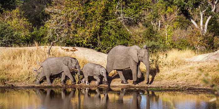 Kruger National Park Kruger National Park