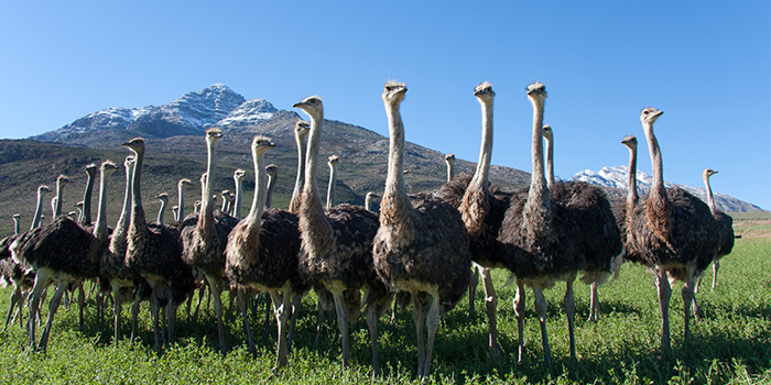 Oudtshoorn Oudtshoorn