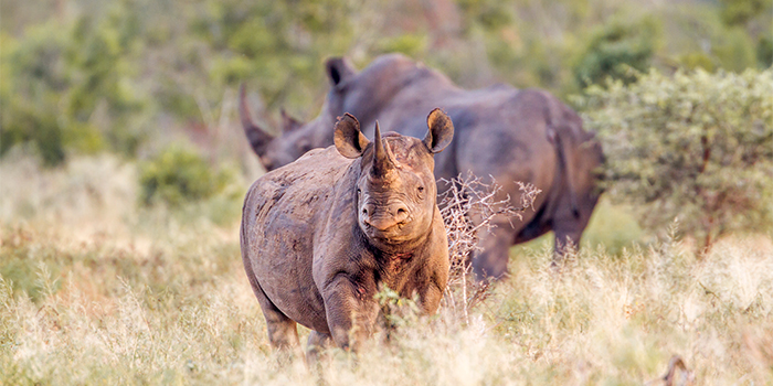 Black Rhino Kruger National Park Black Rhino Kruger National Park