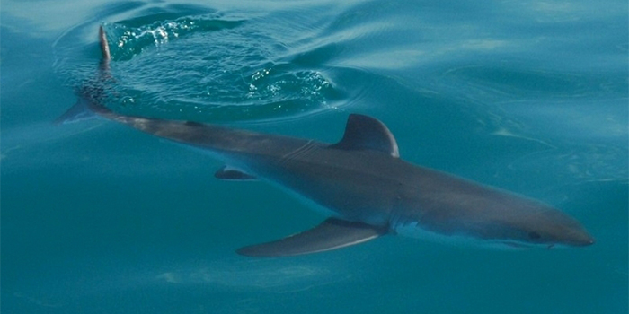 Shark at Port Elizabeth Shark at Port Elizabeth