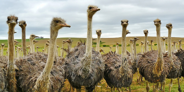 Ostrich Farm Ostrich Farm