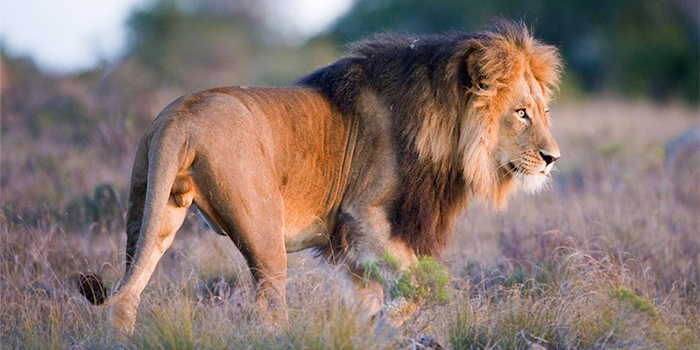 Lion at Amakhala Lion at Amakhala