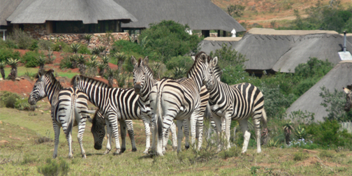 Pumba Private Game Reserve Pumba Private Game Reserve