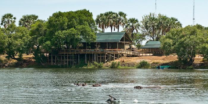 Hippos in the river