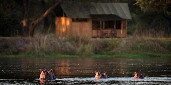 Hippos next to camp
