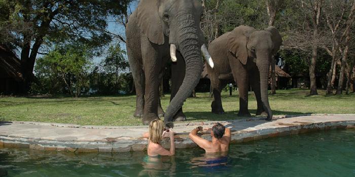Visitors to the pool
