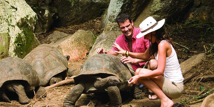 Tortoises