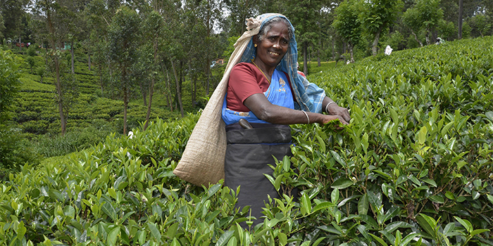 Nuwara Eliya Nuwara Eliya