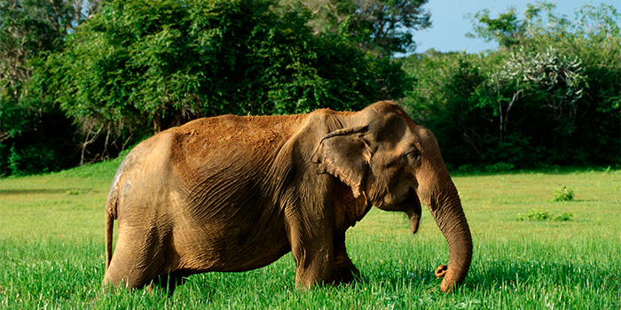 Yala National Park Yala National Park