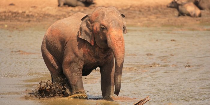 Elephant in Udawalawe National Park