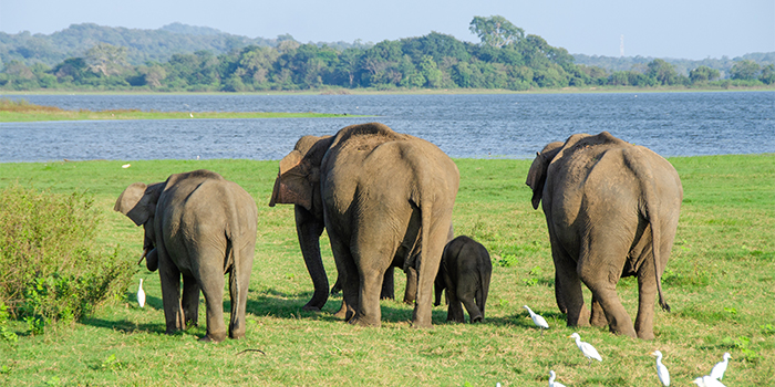 Elephants Elephants