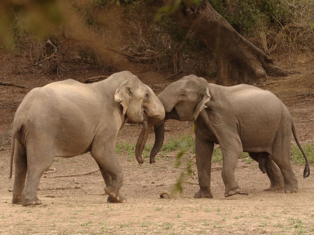 Bull elephants Yala National Park