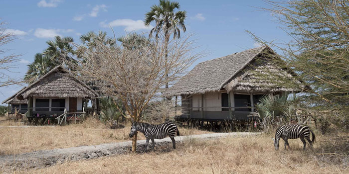 Zebras in camp