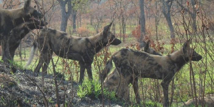 Wild dogs Wild dogs