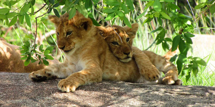 Game drive